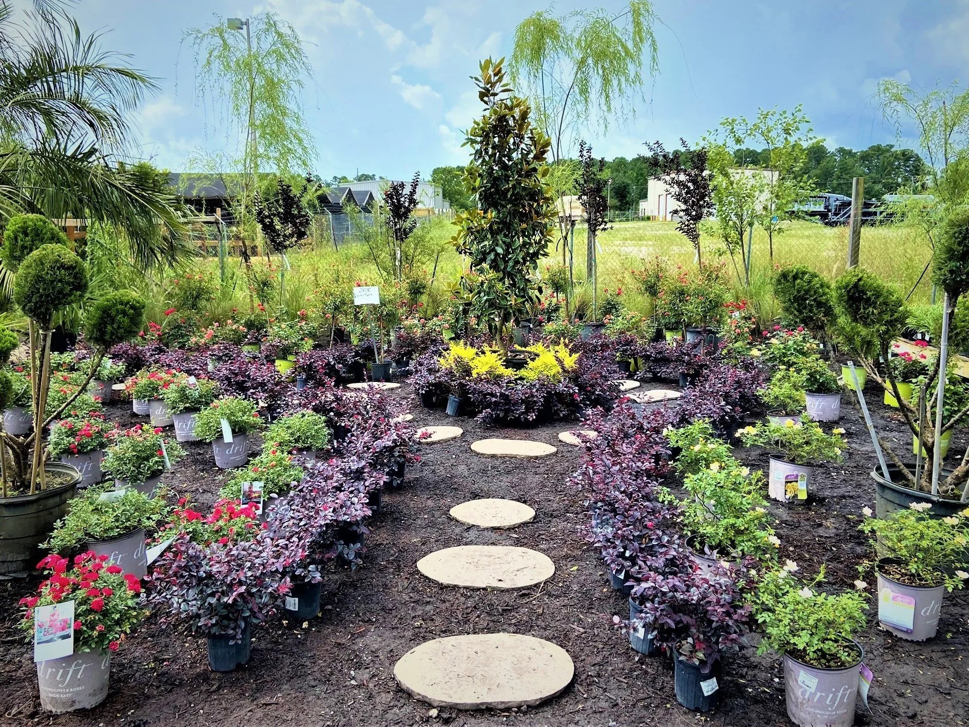 Photo Gallery Wilmington and Leland, NC Bloomin' Crazy Nursery and More