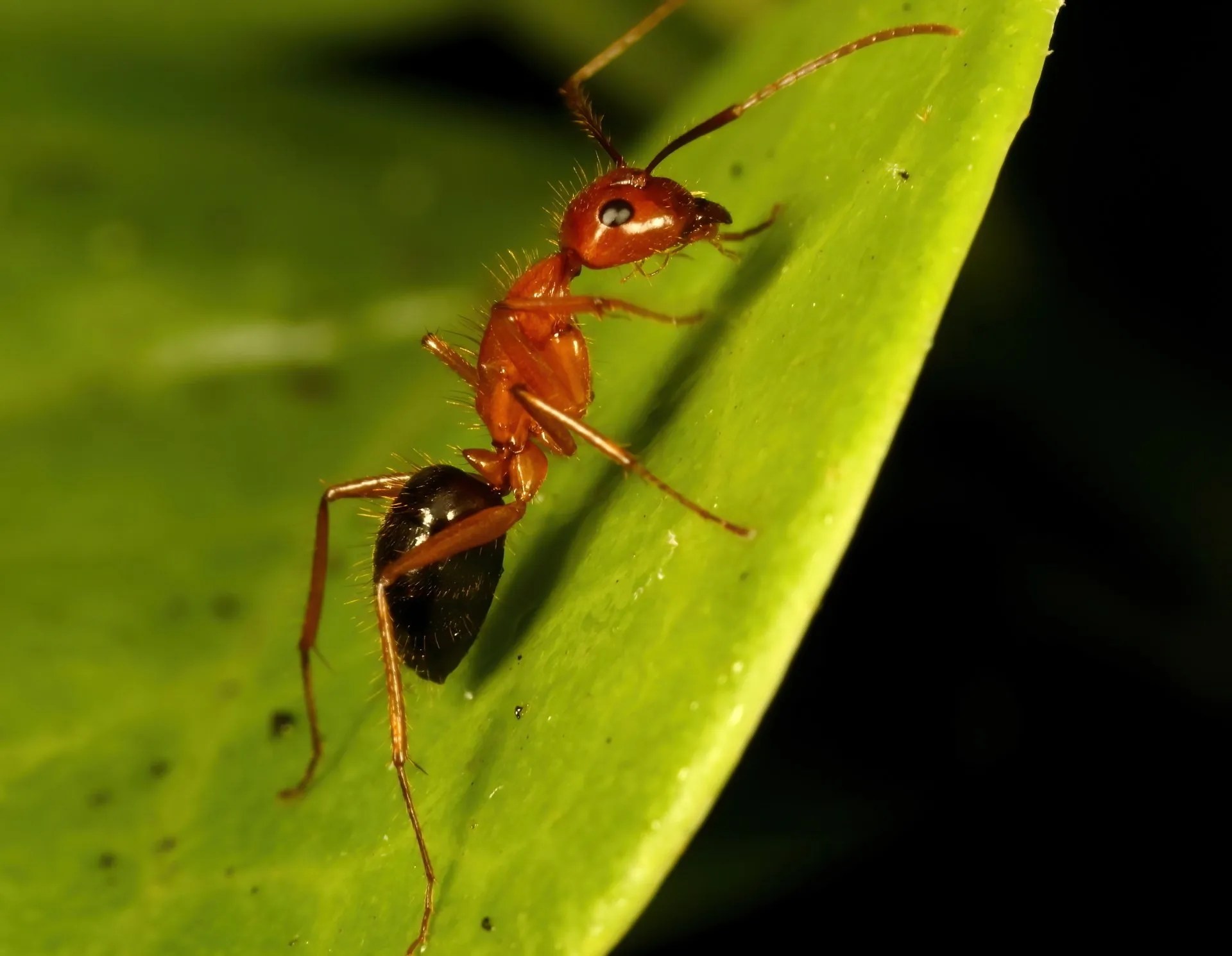 Reno Homeowners' Complete Guide To Effective Ant Control