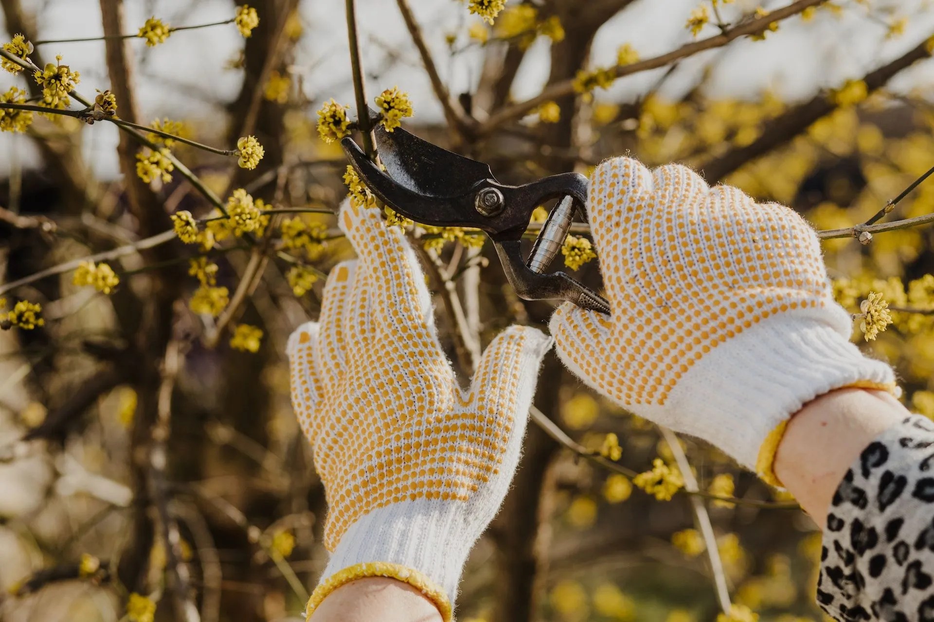 The Art of Tree Pruning Essential Tips for Healthy Trees