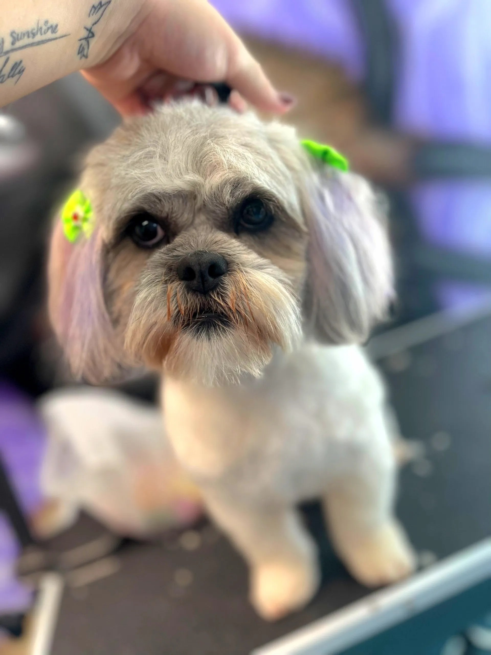 Grooming Dog Park and Biergarten Madison, WI The Boneyard