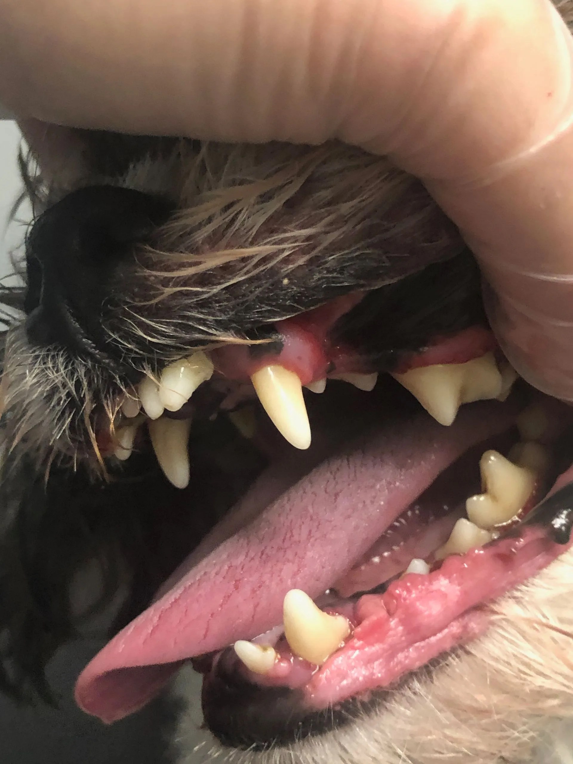 Cosmetic Dental Roseville, CA Backyard Pet Spa & Boutique