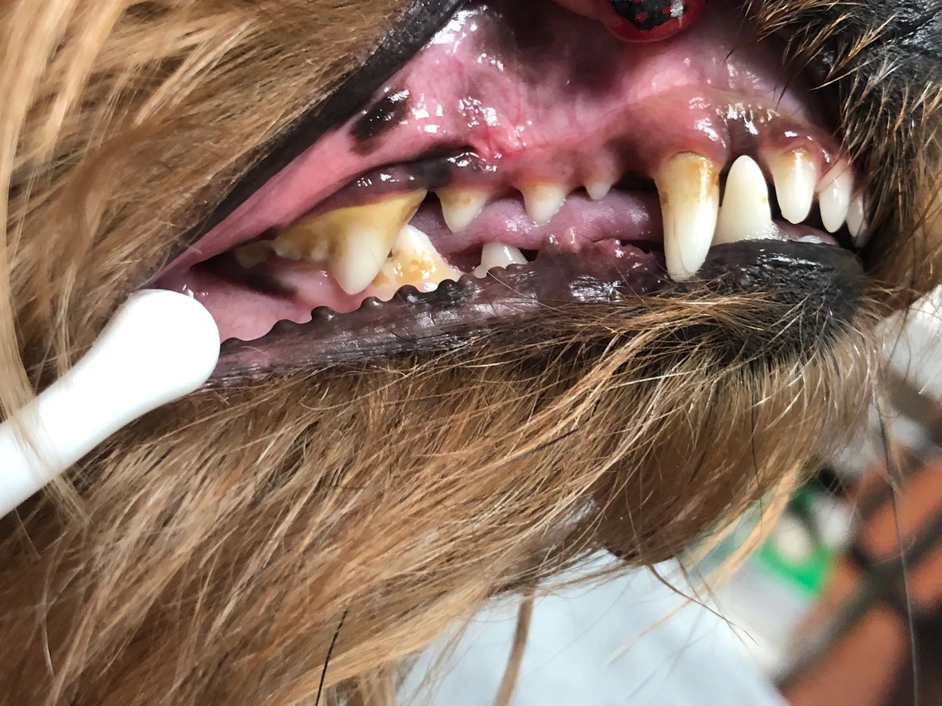 Cosmetic Dental Roseville, CA Backyard Pet Spa & Boutique