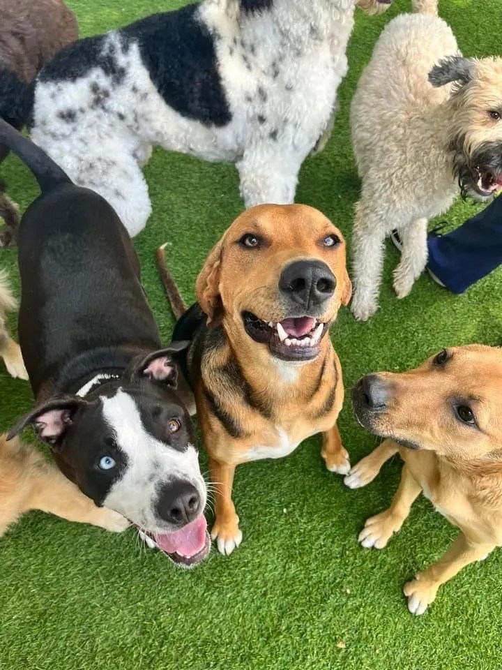 Home The Valley Pet Resort and Spa Doggie Daycare, Boarding & Training