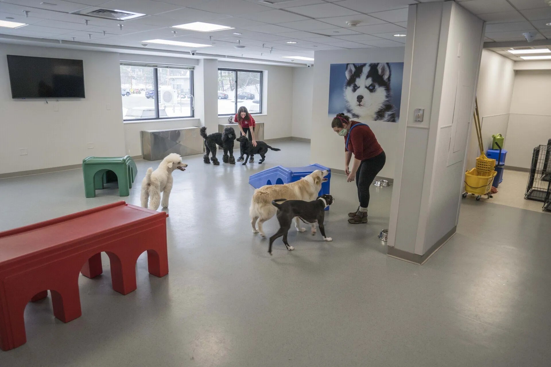 The Valley Pet Resort and Spa Pictures