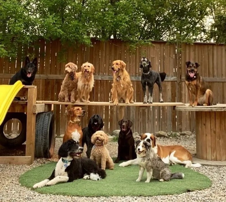 Dog Daycare in Calgary