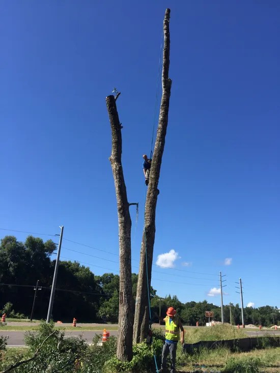 Tree Care Jacksonville, FL Shaw's Land Clearing LLC