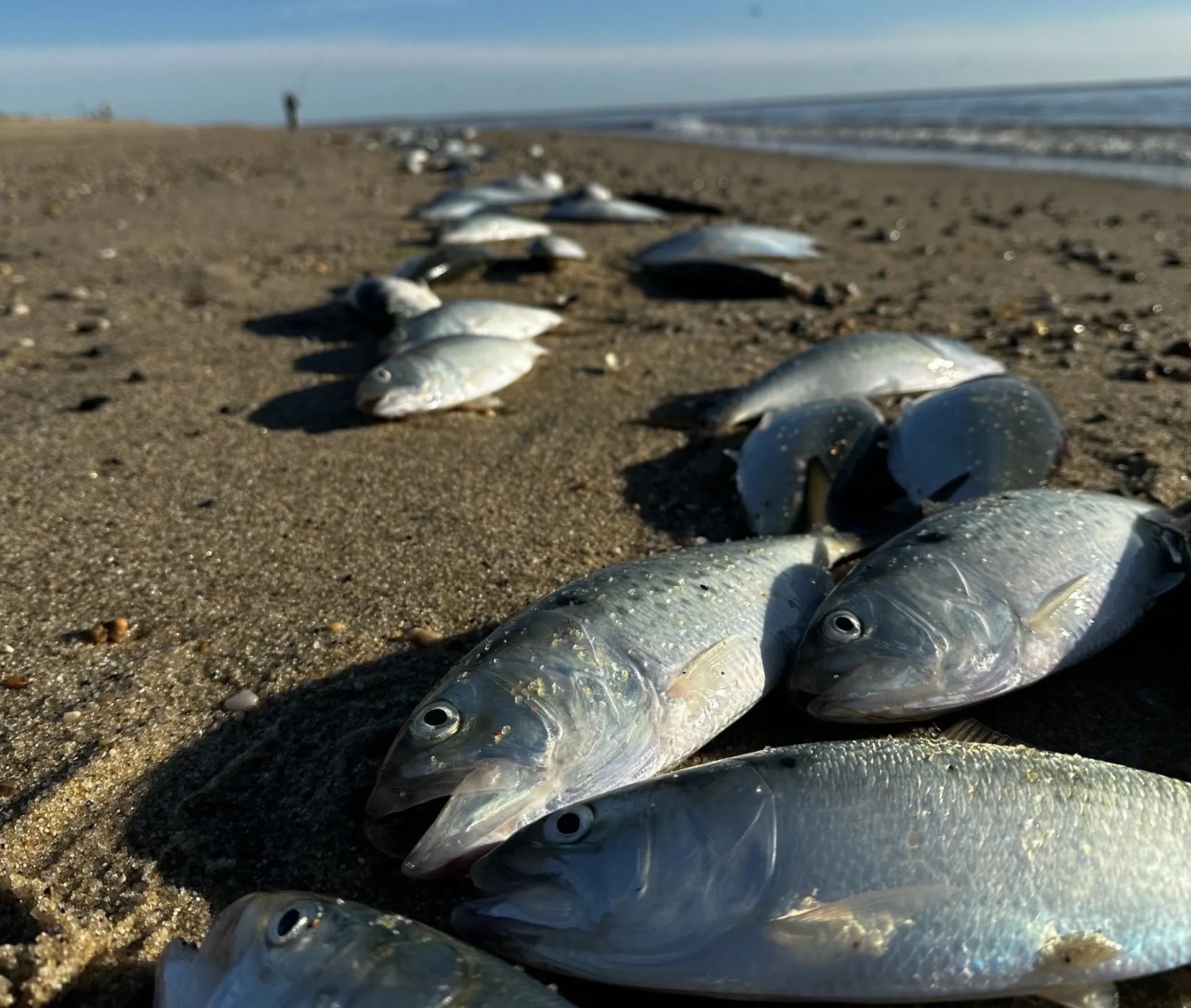 Island Anglers Witness Mass Stranding Of Bunker Fish