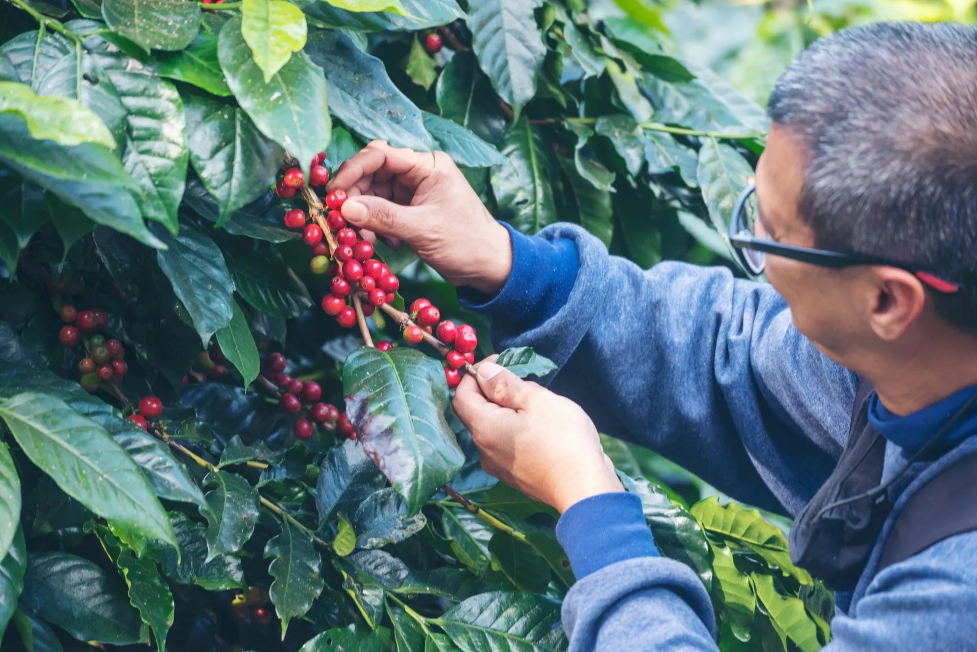 Our Story Rao's Coffee Roasting