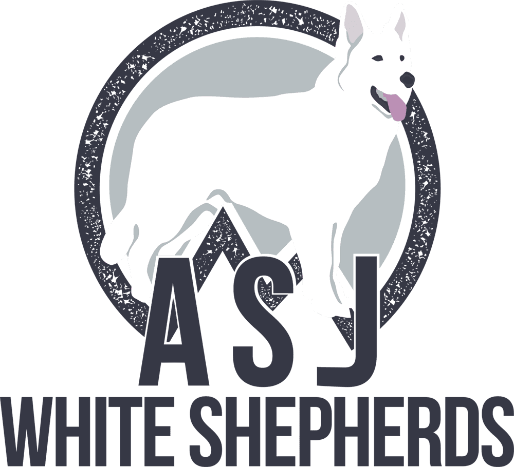 Asj White German Shepherds | White German Shepherd Breeder Ct