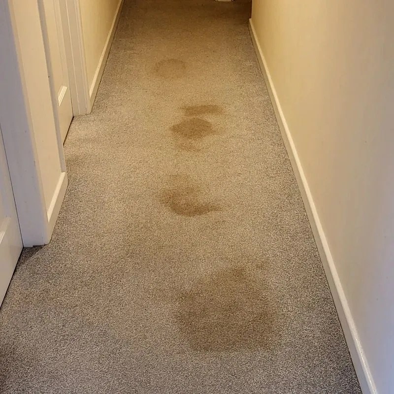 Carpet cleaning service by Allclean Darlington Newton Aycliffe and