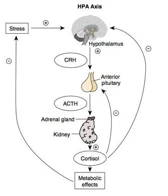Hormonale Disbalans Door Teveel Stress