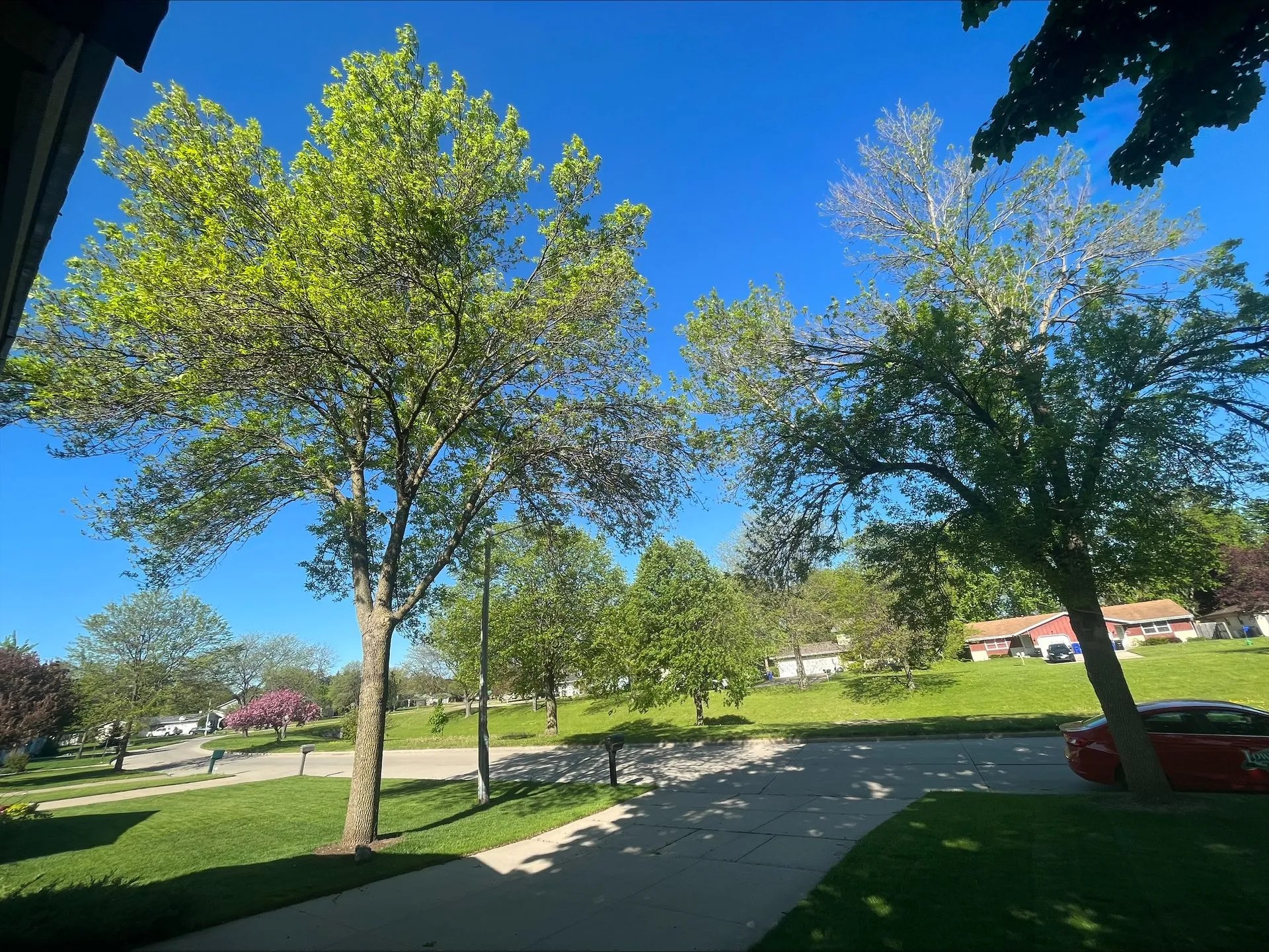 Protecting Our Ash Trees The Importance of Treating Emerald Ash Borer