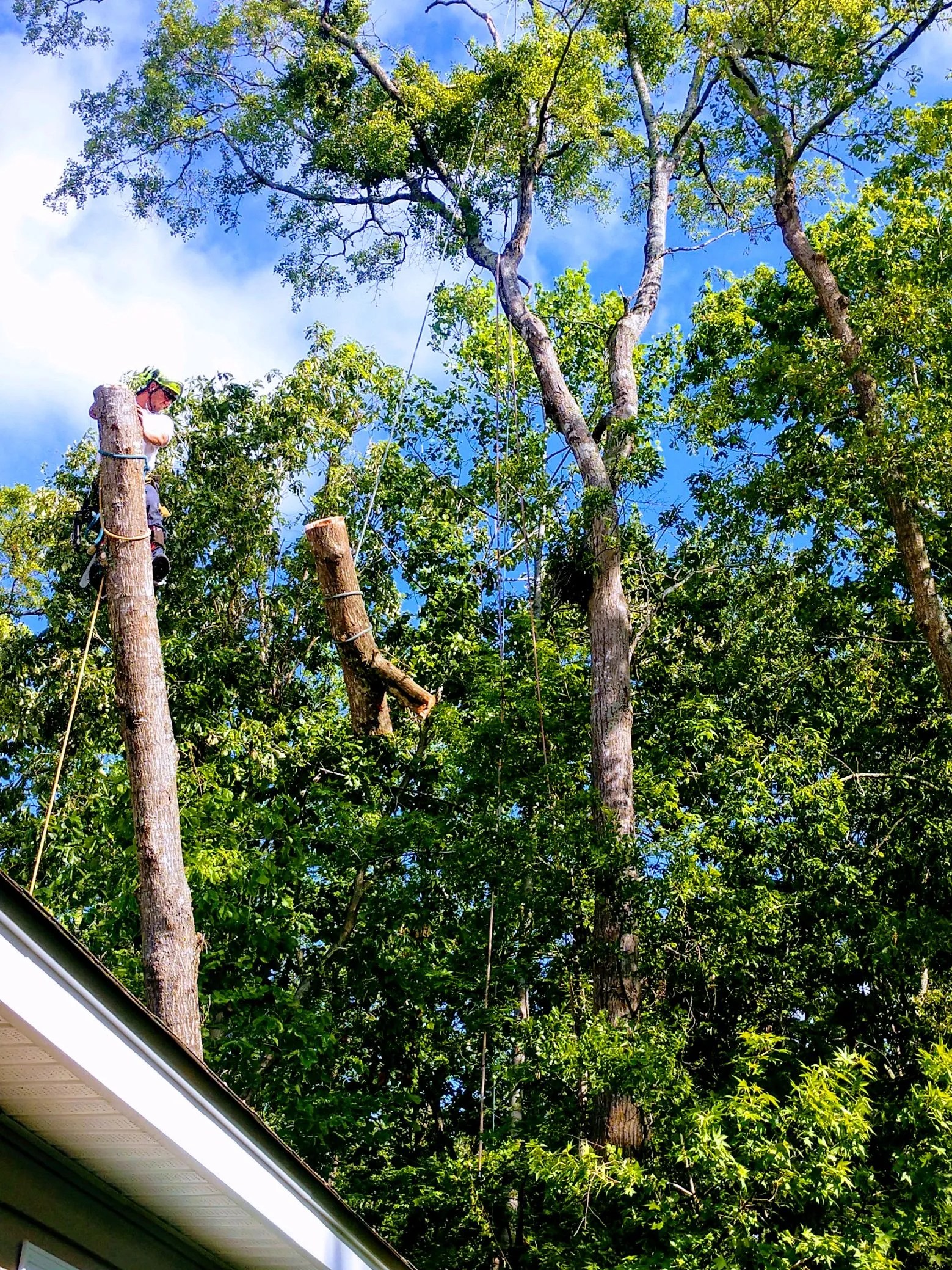 Tree Removal Summerville, SC Whackem & Stackem Tree Service