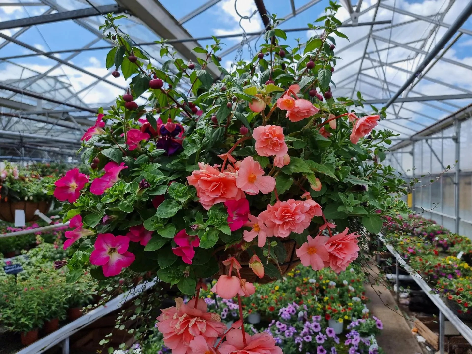 Our Garden Centre Moulton Nurseries Norwich, Norfolk
