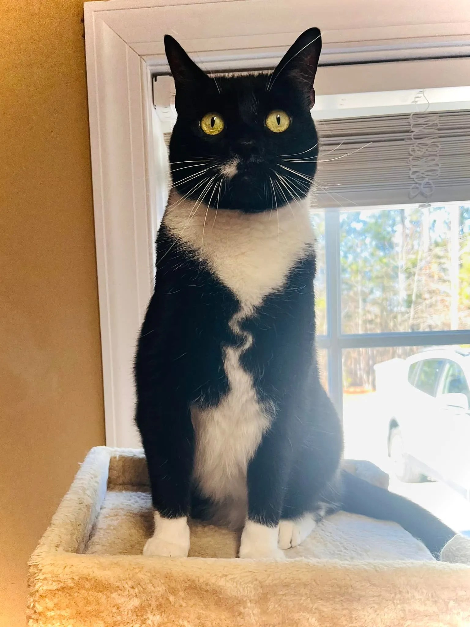 Pet Boarding Raleigh, NC 9194967038