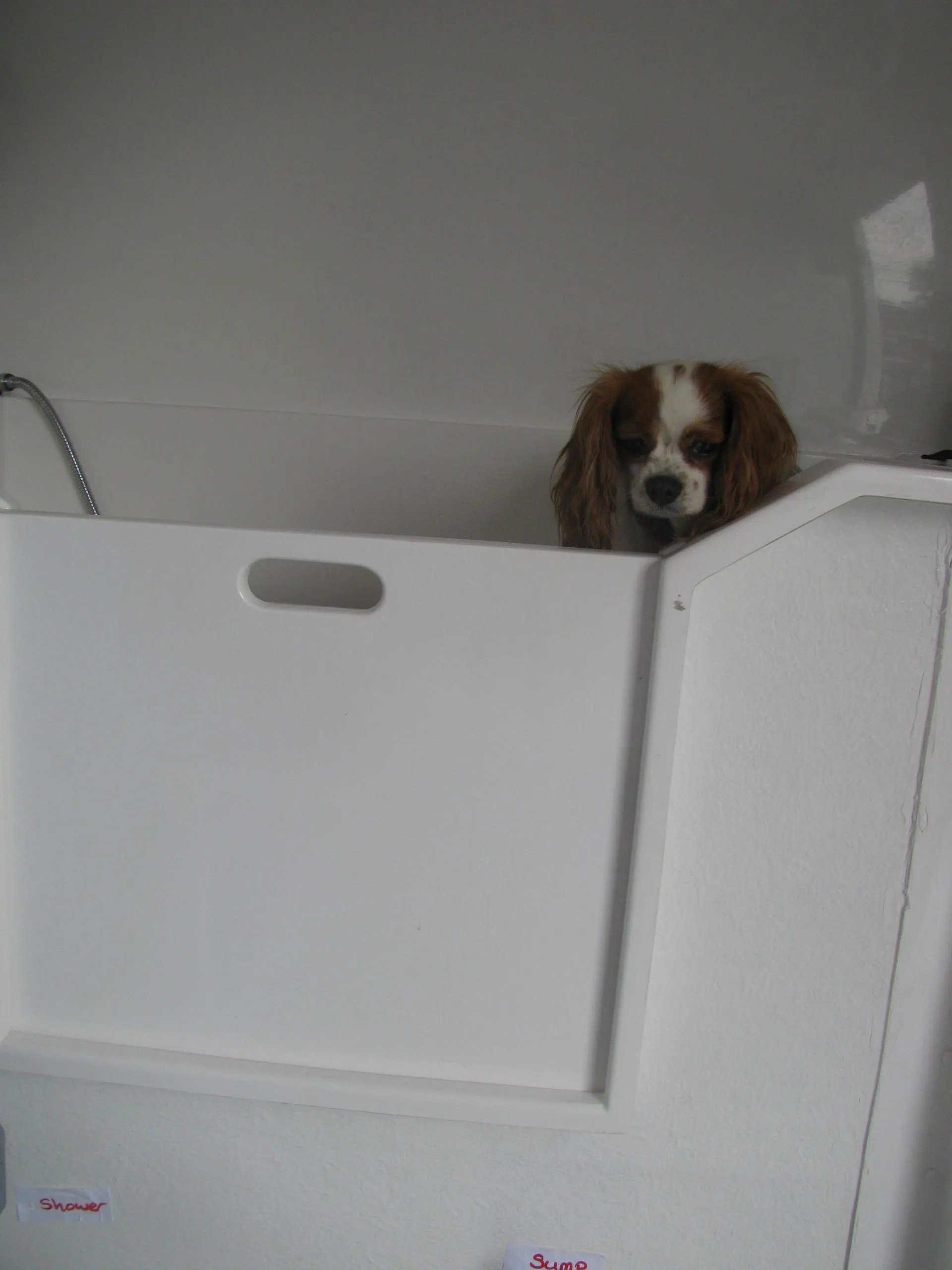 Dog grooming in High Claire's Canines