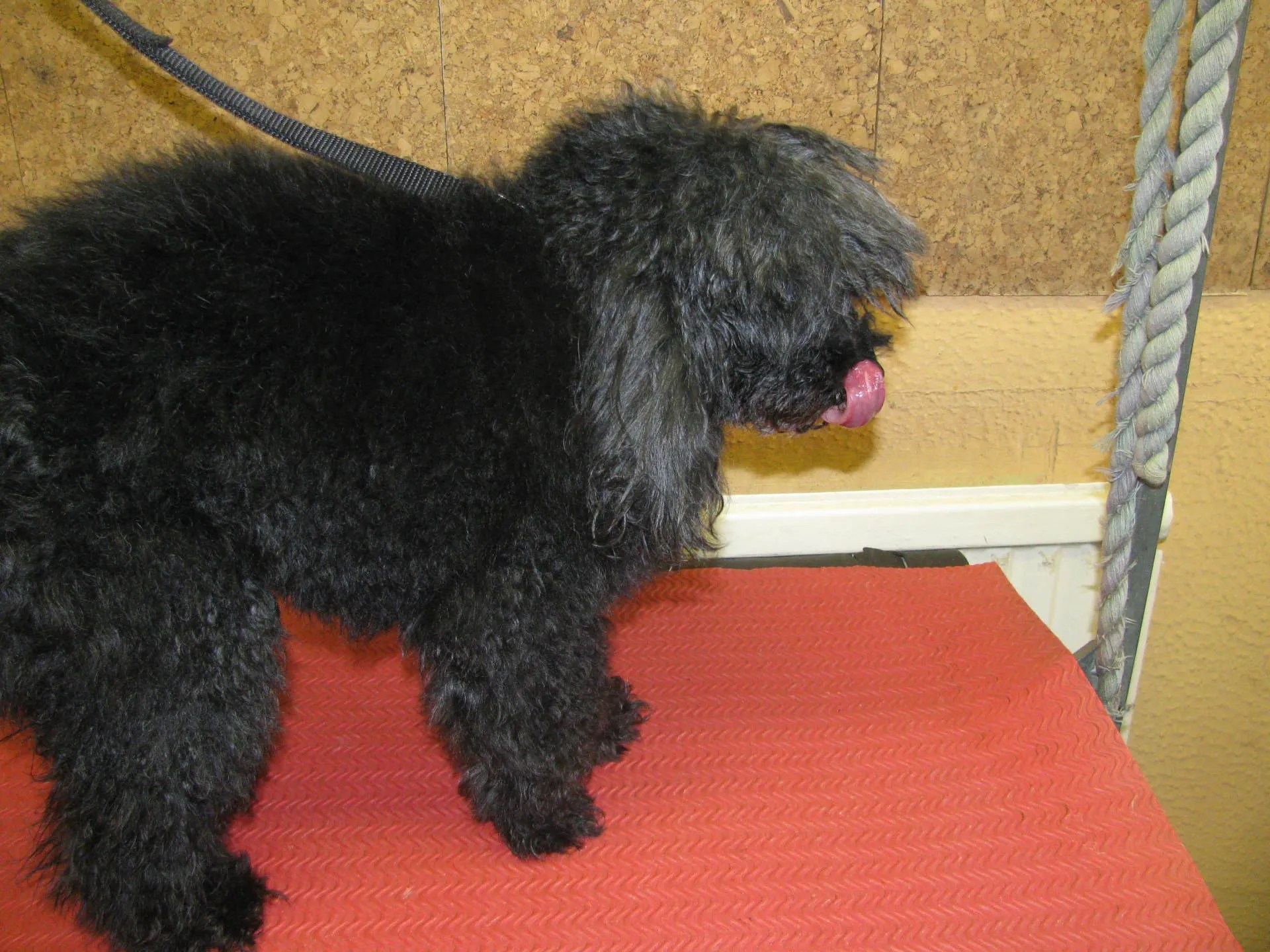 Dog grooming in High Claire's Canines