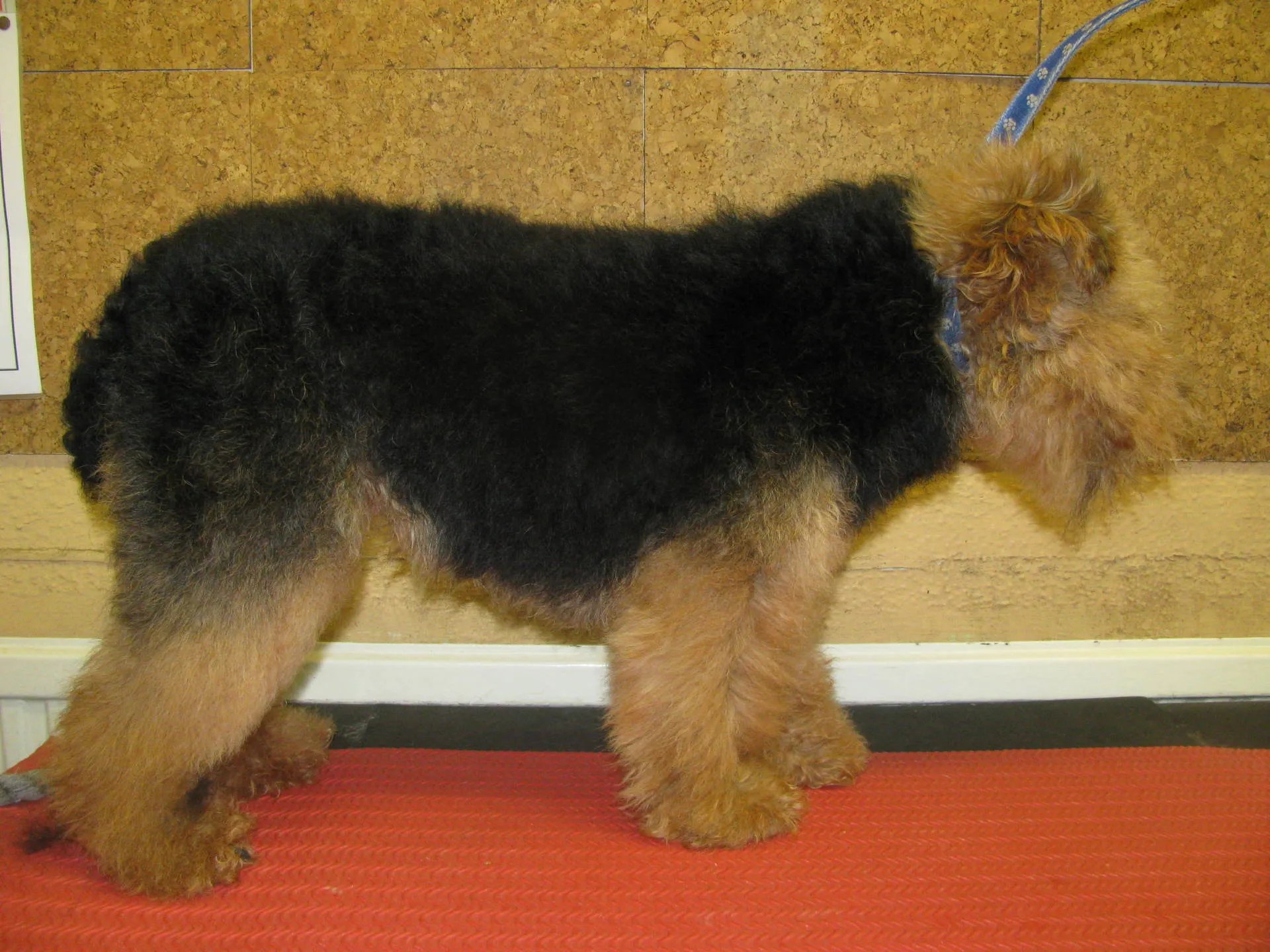 Dog grooming in High Claire's Canines