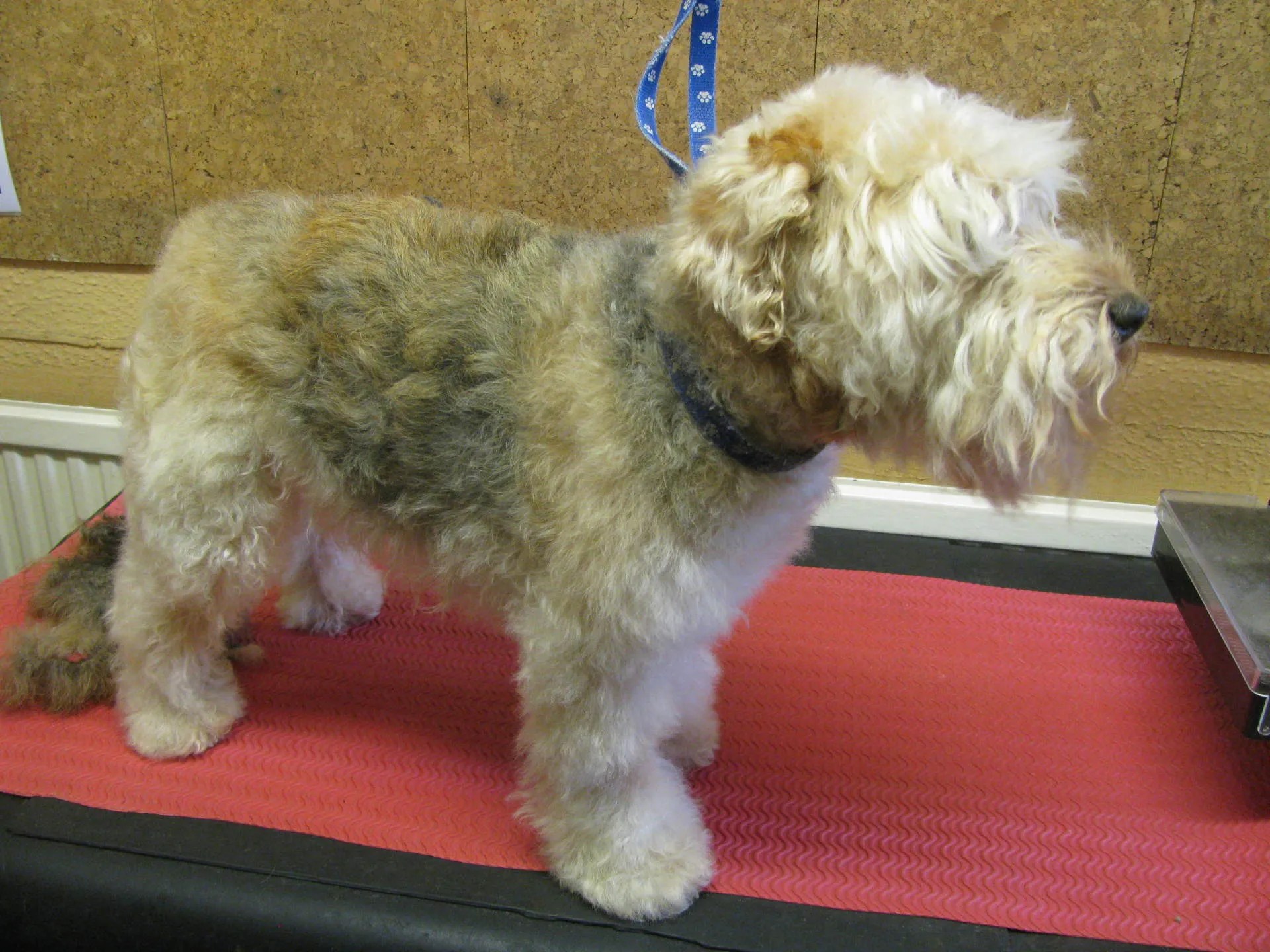 Dog grooming in High Claire's Canines