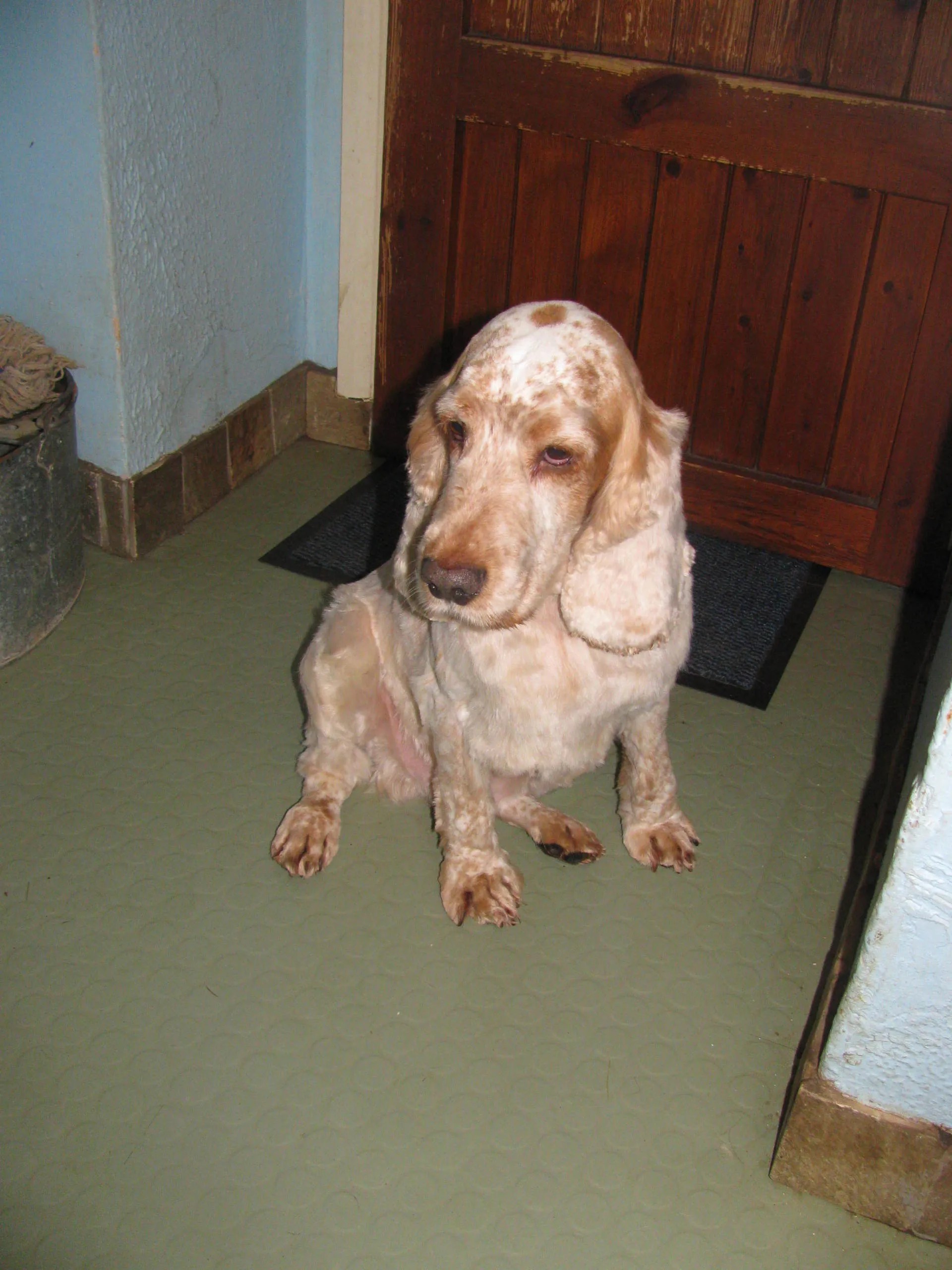 Dog grooming in High Claire's Canines