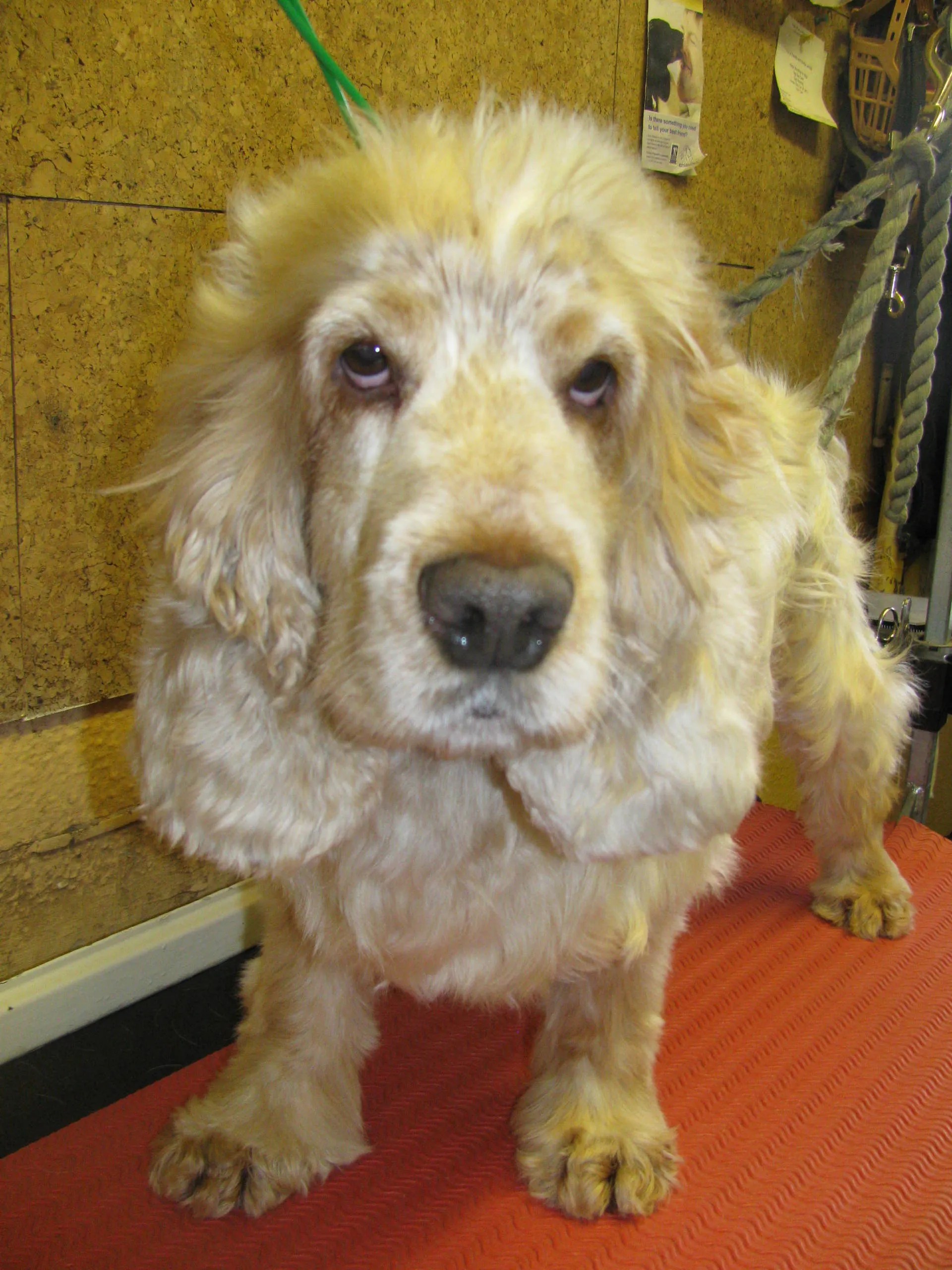 Dog grooming in High Claire's Canines