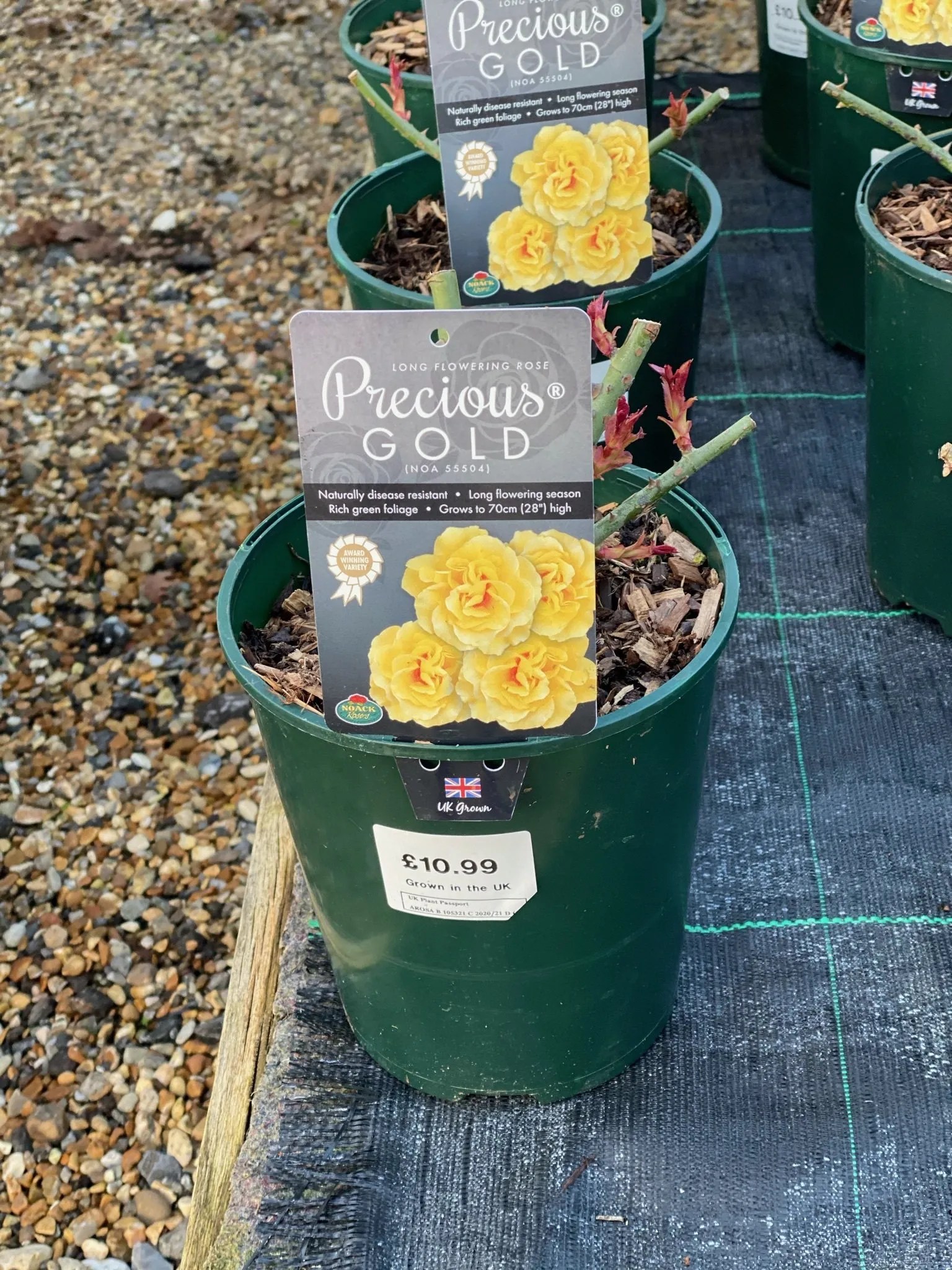 Wholesale Plants Chichester Tawny Nurseries