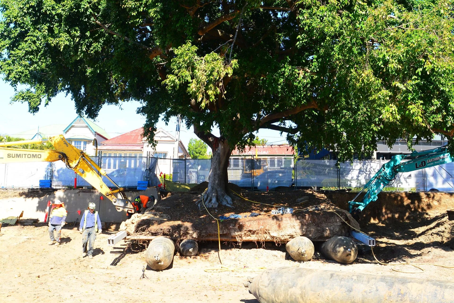 Tree Transplants Brisbane, QLD The Tree Doctor