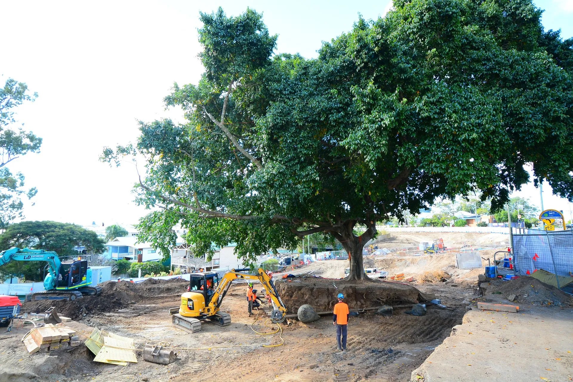 Tree Transplants Brisbane, QLD The Tree Doctor