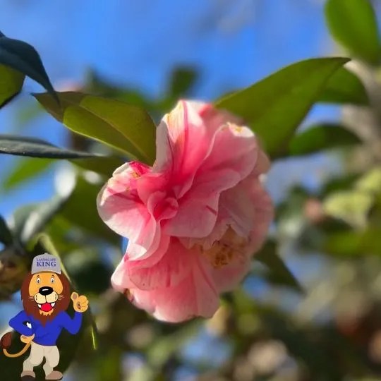 Landscape King Baton Rouge Gallery 2253042499