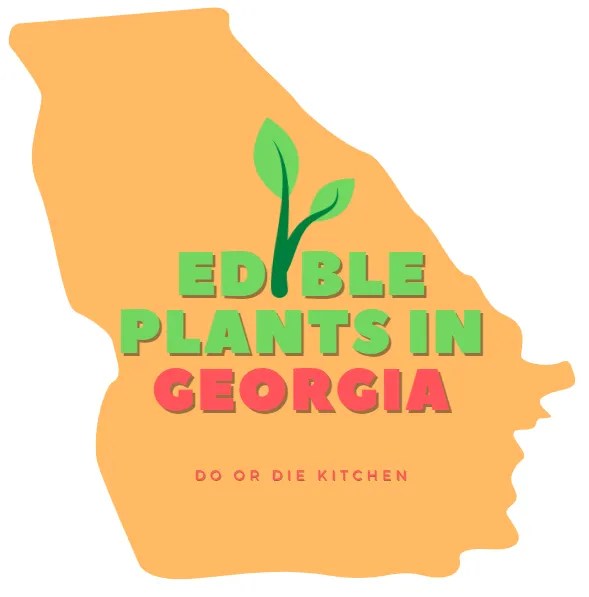 Edible Plants in [Foraging Guide & Tips]