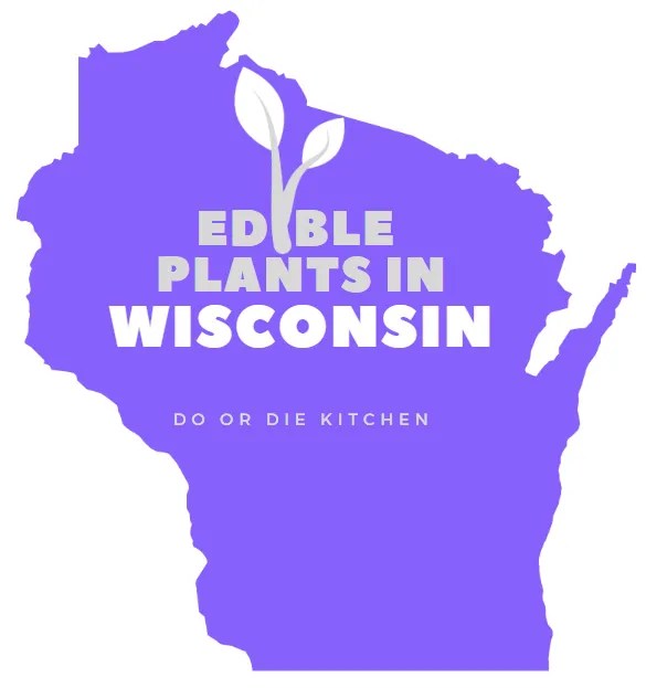 Edible Plants in Wisconsin [Full Guide AZ]