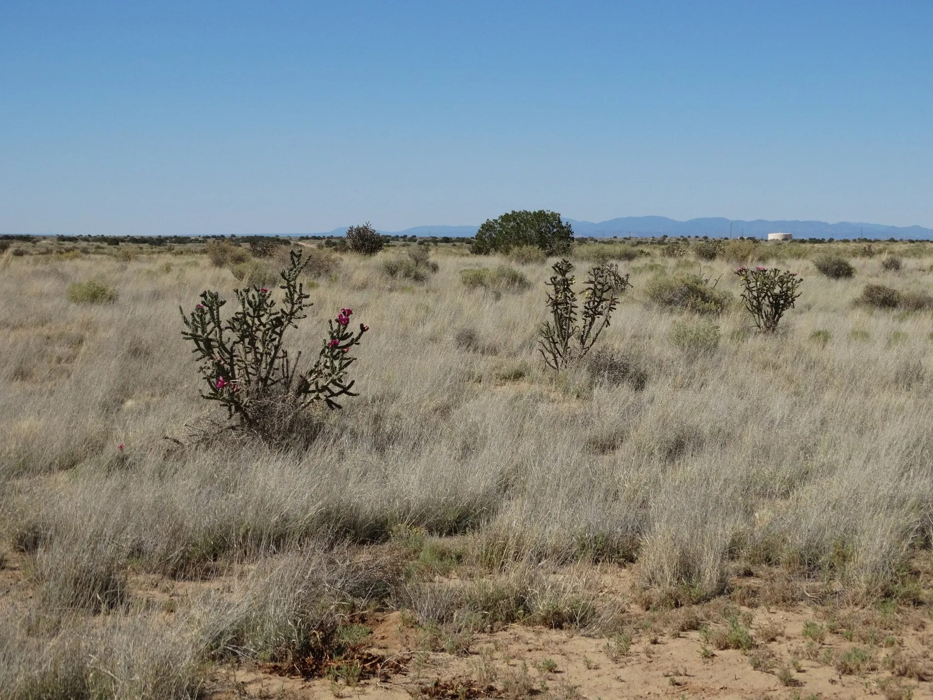 New Mexico Land for Sale Undeveloped Raw land