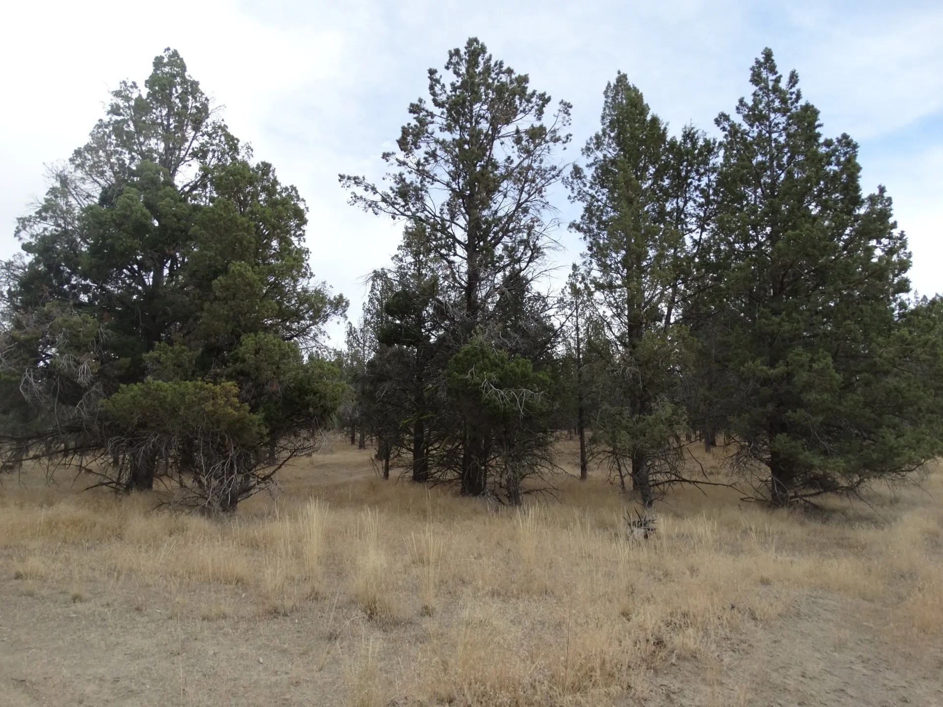 Rural Land for Sale Undeveloped Property Modoc Recreational Estates