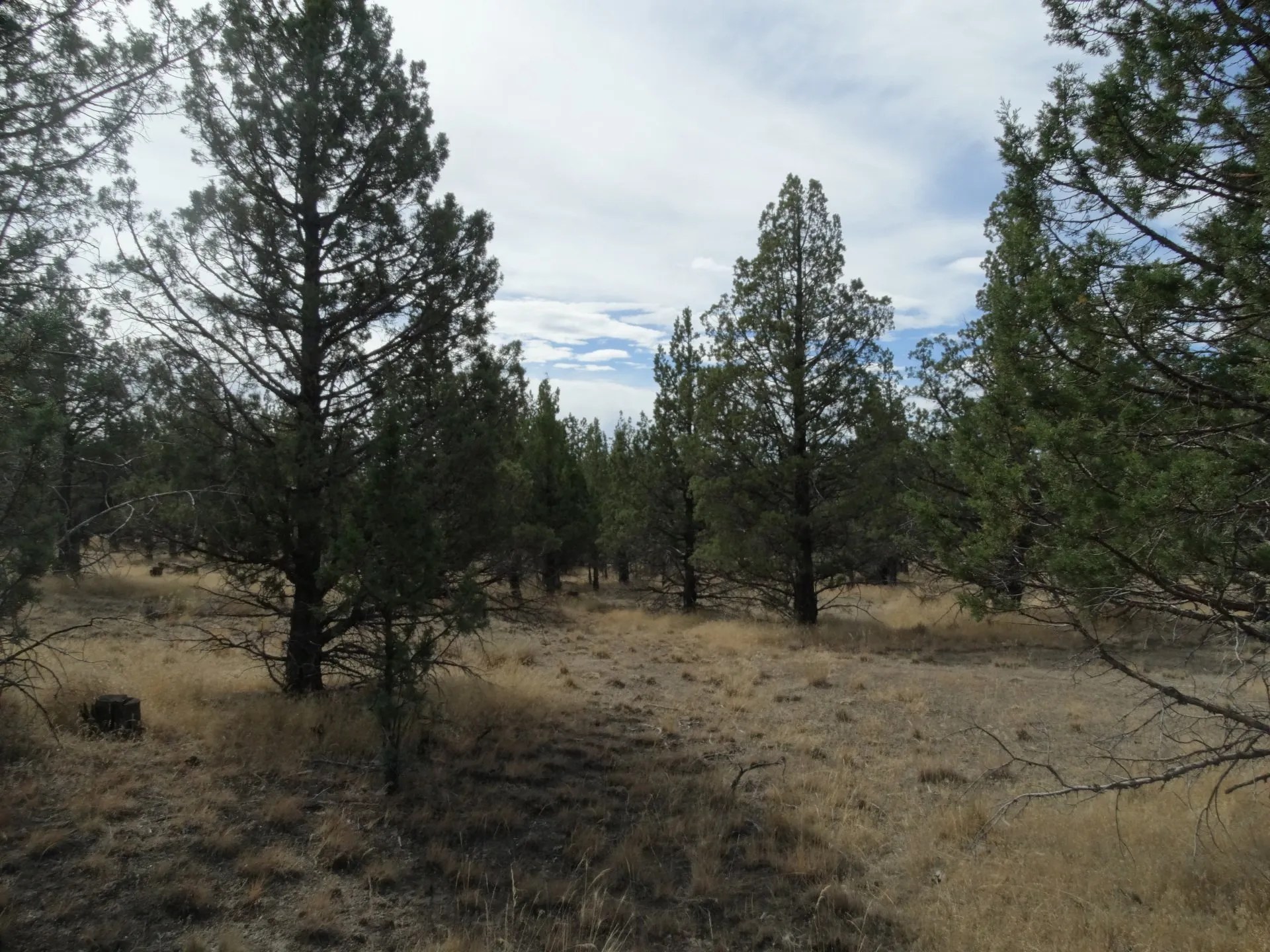 Rural Land for Sale Undeveloped Property Modoc Recreational Estates