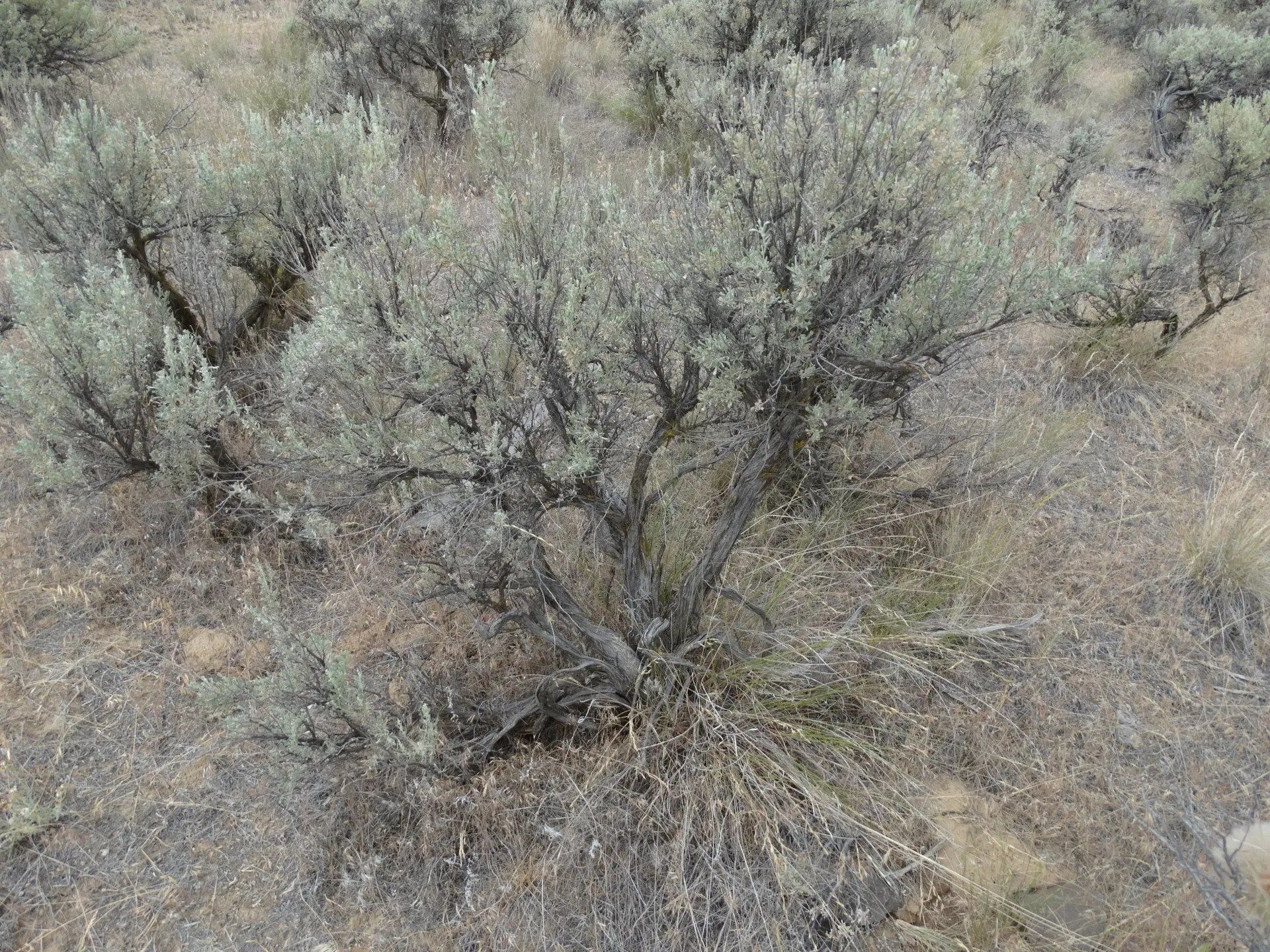 Washington Land for Sale Cheap land for sale Rimrock Meadows