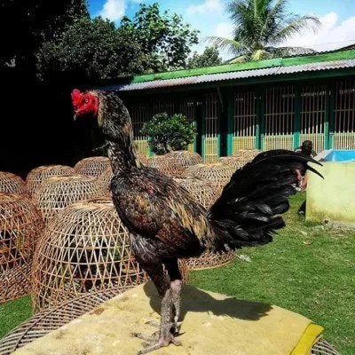 Sasana Ngapak Purwokerto Farm