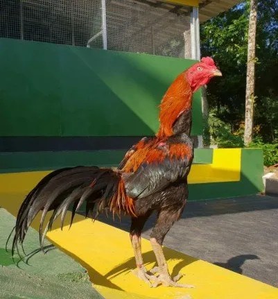 De Musangking