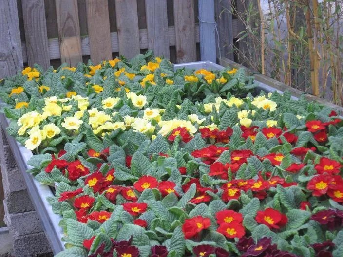 Spring flowers and plants Ashbrook Nursery