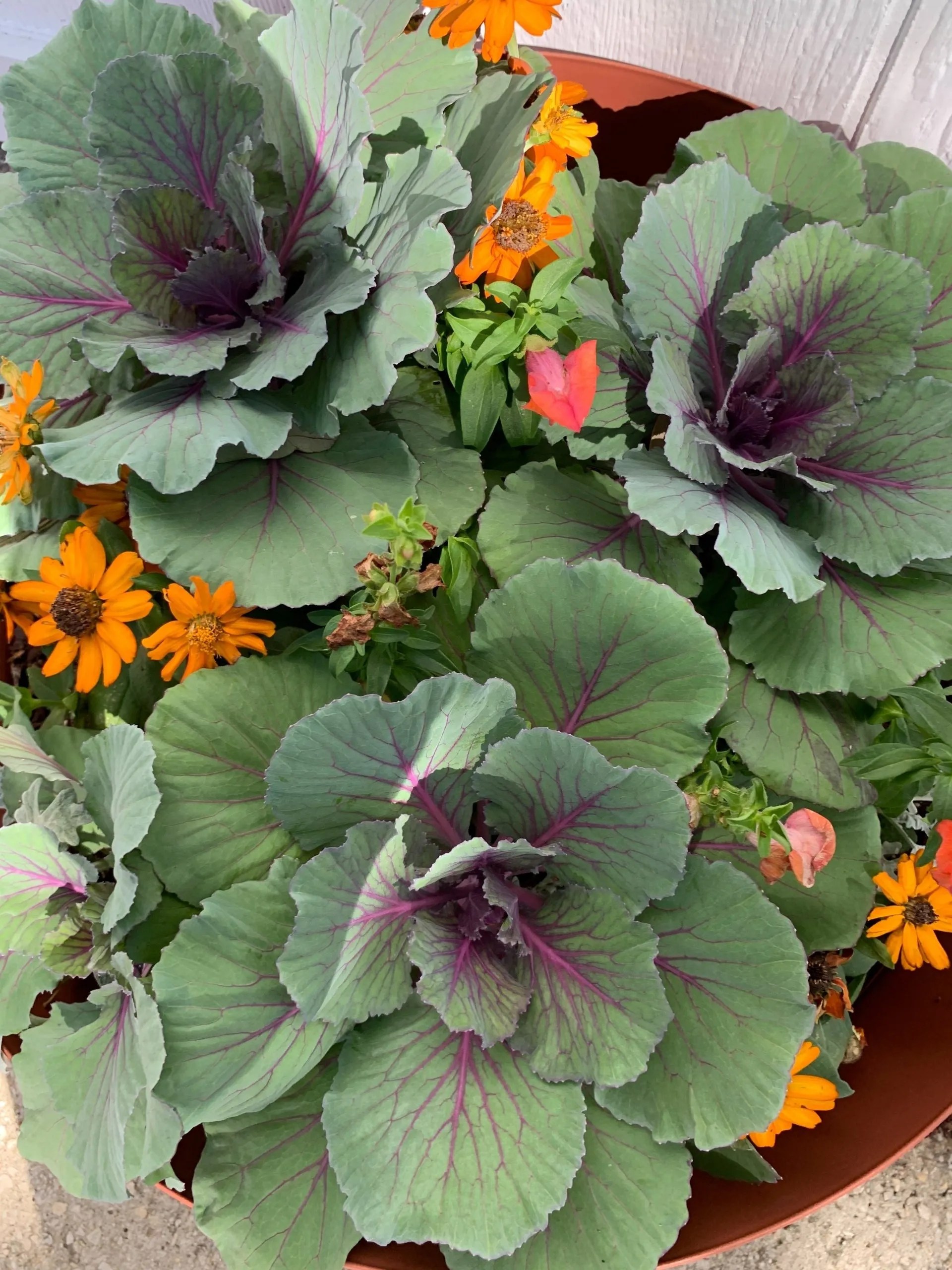 McIntire’s Garden Center Large Selection Since 1976 TX