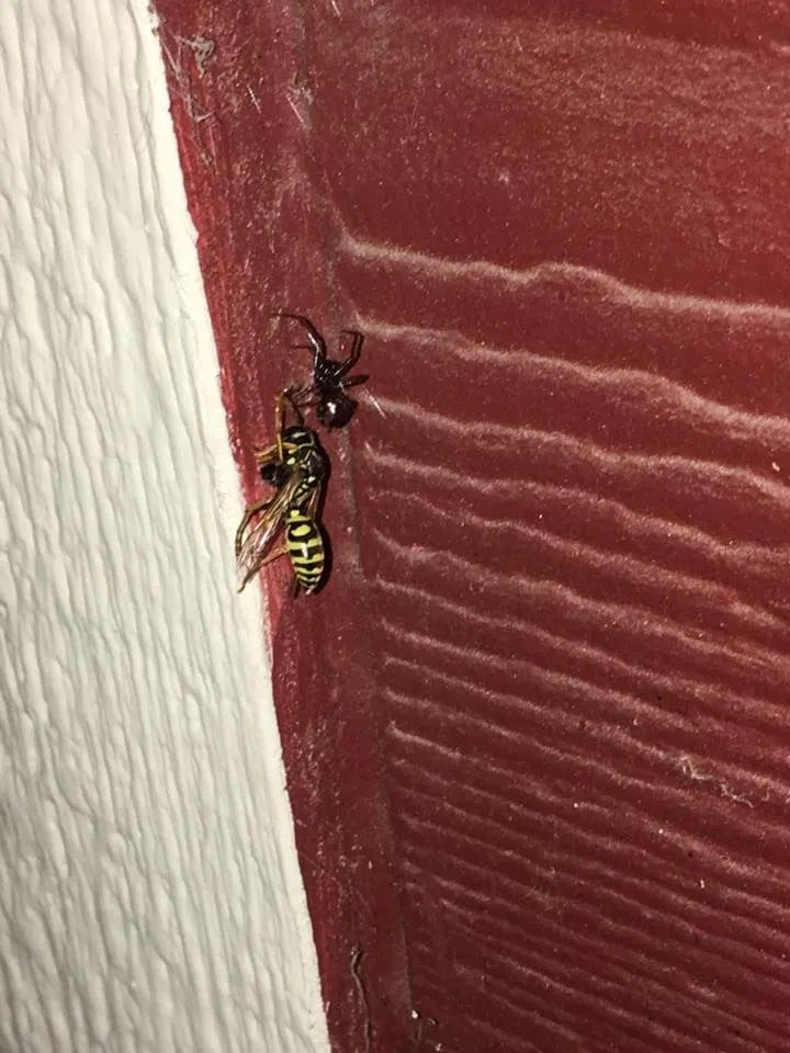 Gallery Bug Off Pest Control Hamilton, Polson, MT