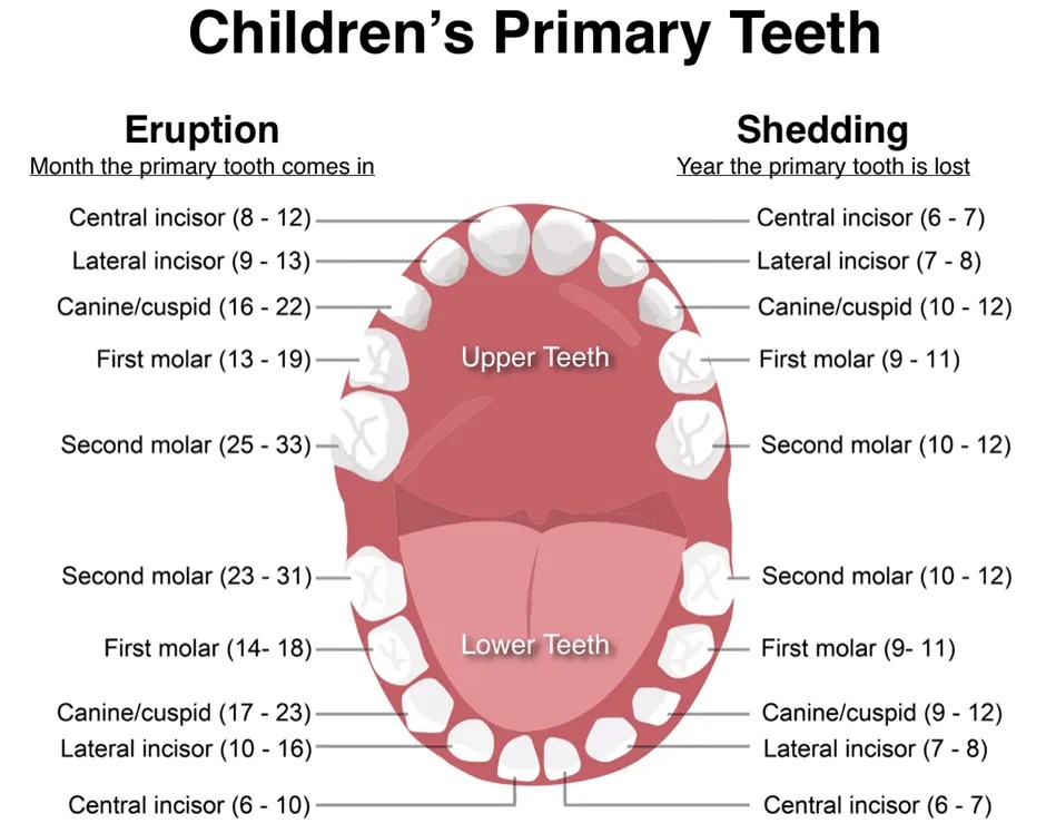 Children’s Dentistry Sydney, NSW Dental Care Glebe