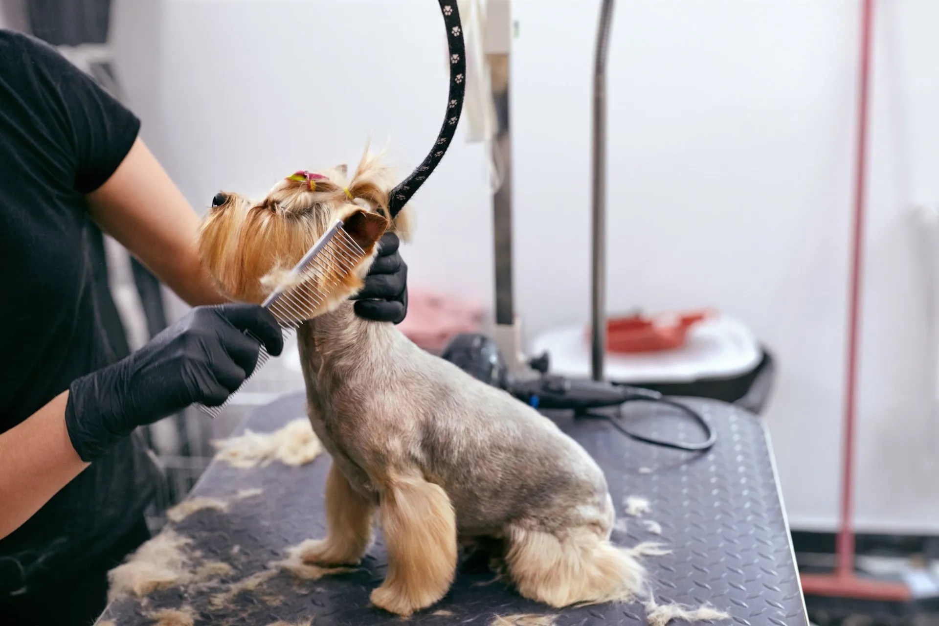 Mobile Pet Grooming West Palm Beach, FL