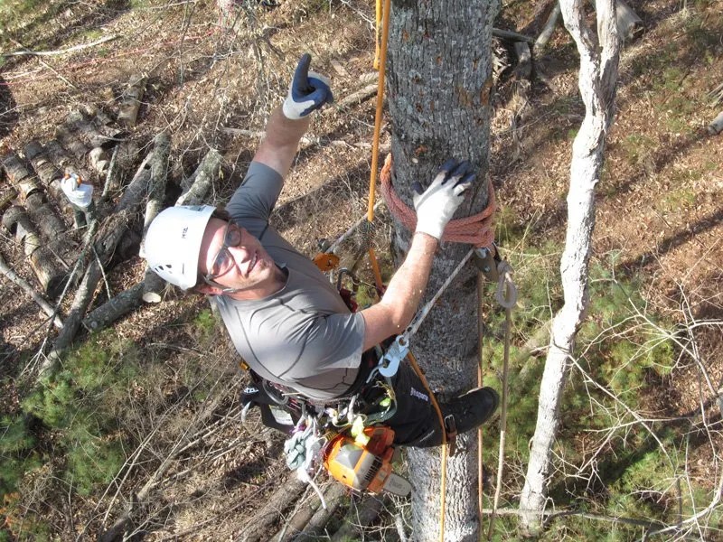 Arborist Rigging Applications Photo Gallery
