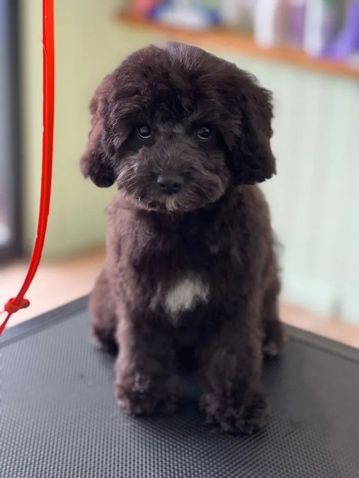 Caninos Grooming Salon Dog Grooming in Wollongong