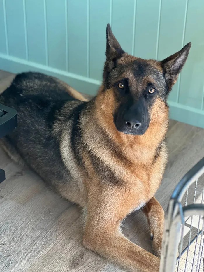 Caninos Grooming Salon Dog Grooming in Wollongong