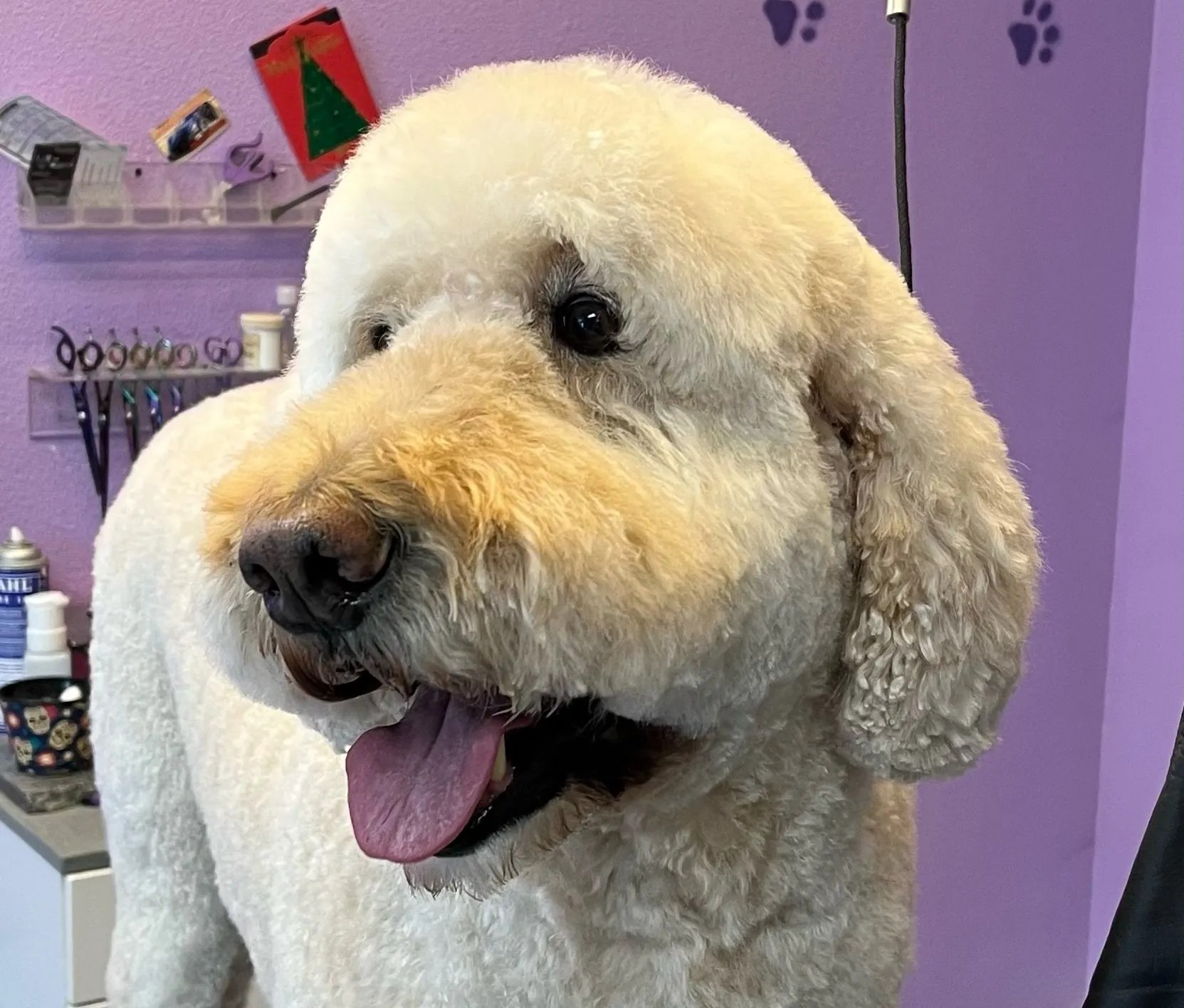 Pet Groomer in Las Vegas, NV Calling All Paws