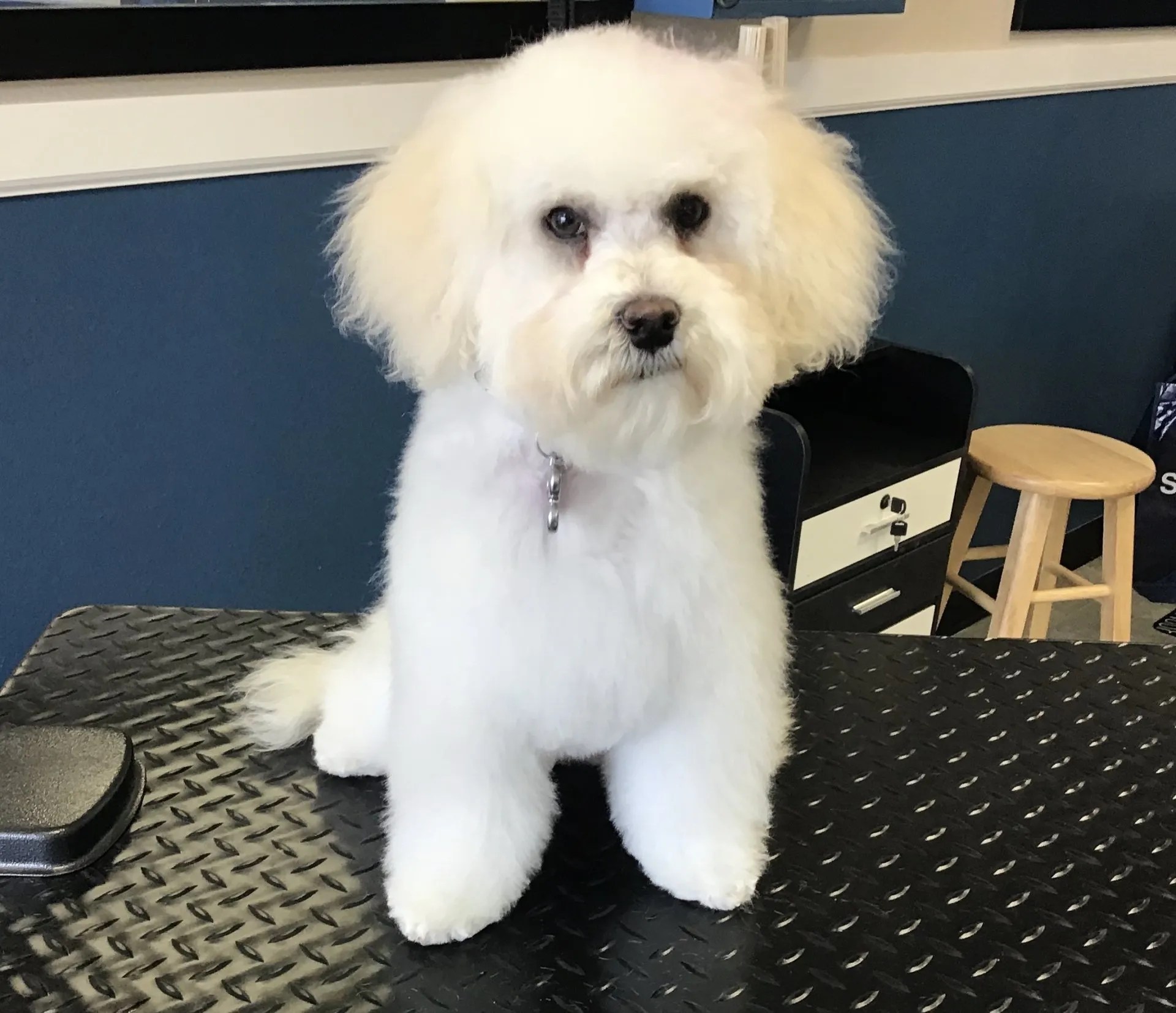 Photo Gallery Yucaipa, CA Styles Pet Grooming