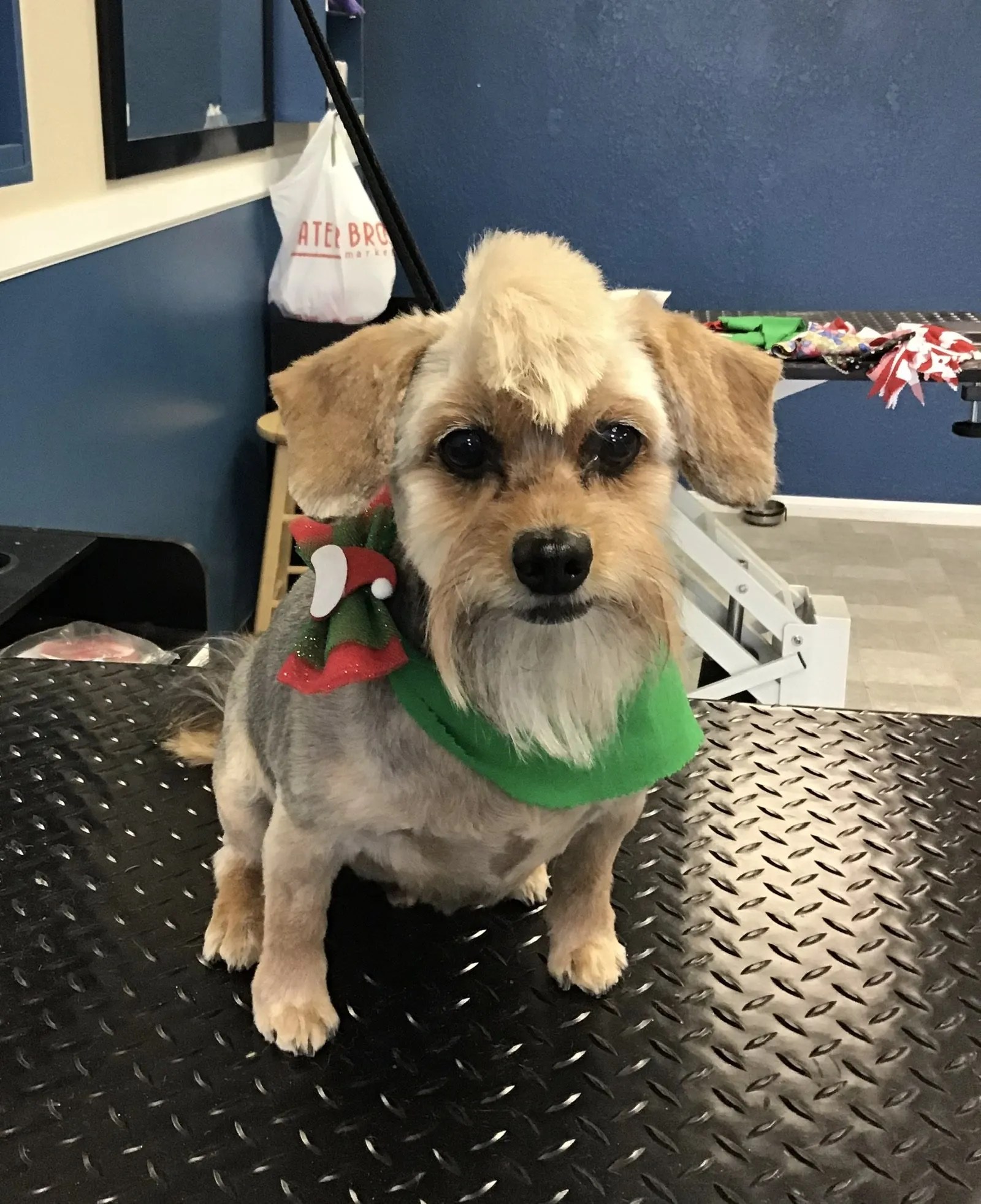 Photo Gallery Yucaipa, CA Styles Pet Grooming