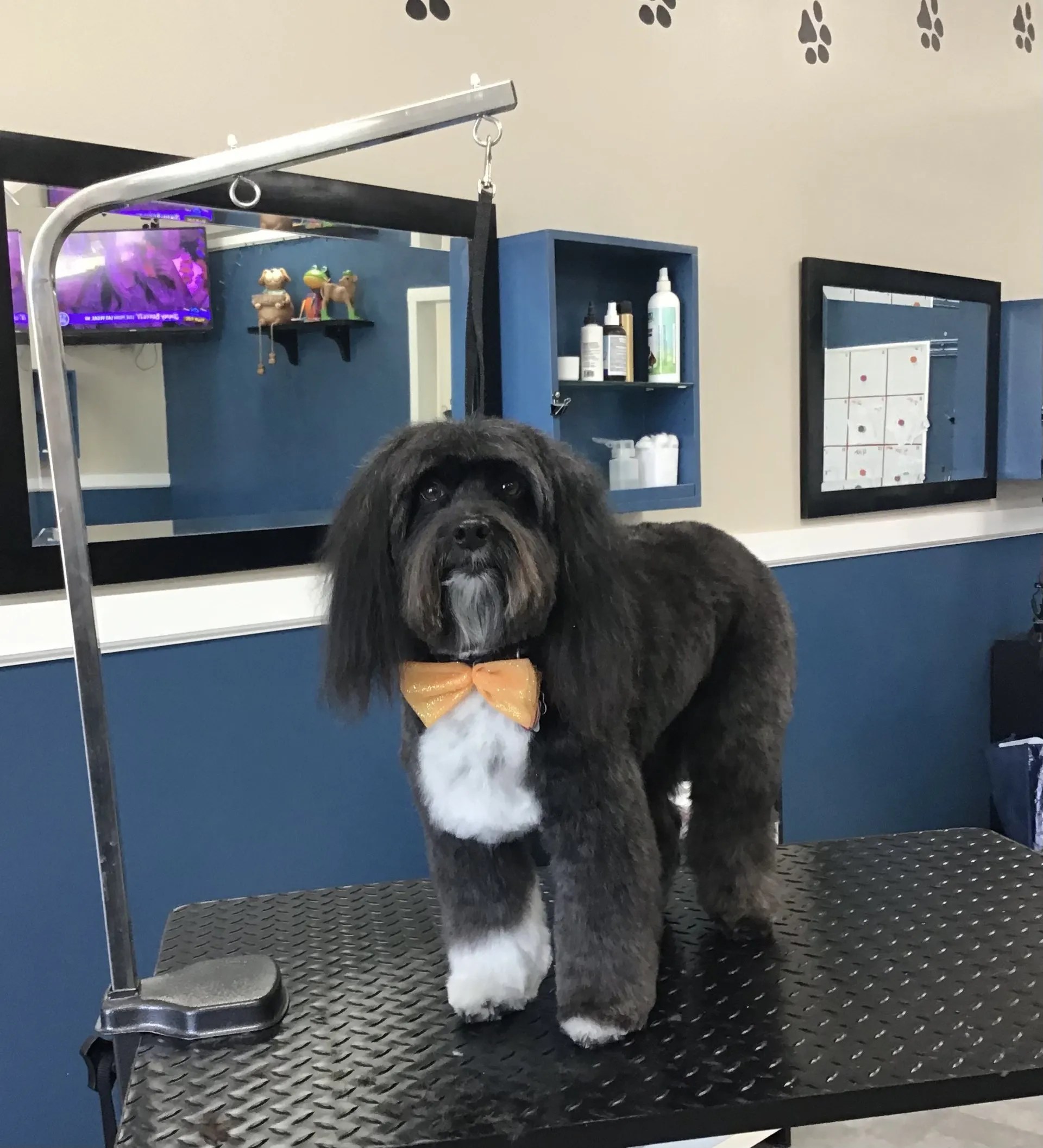 Photo Gallery Yucaipa, CA Styles Pet Grooming