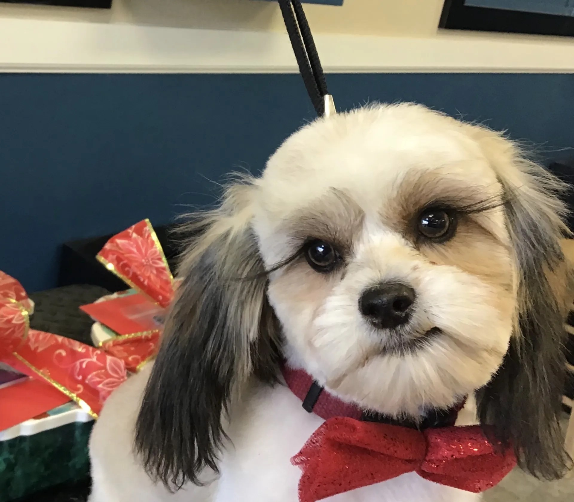 Photo Gallery Yucaipa, CA Styles Pet Grooming